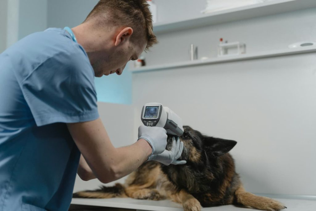 radioprotezione veterinaria: veterinario che assiste un cane