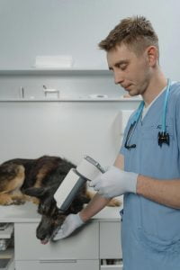 radioprotezione veterinaria: veterinario che assiste un cane.